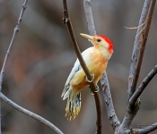 LeucisticRedBelliedWoodpecker001 DeNoiseAI